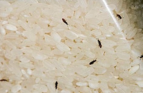 Ways to get rid of Weevils, Technique from Japanese and Thai Housewife Ways to get rid of Weevils inside rice package