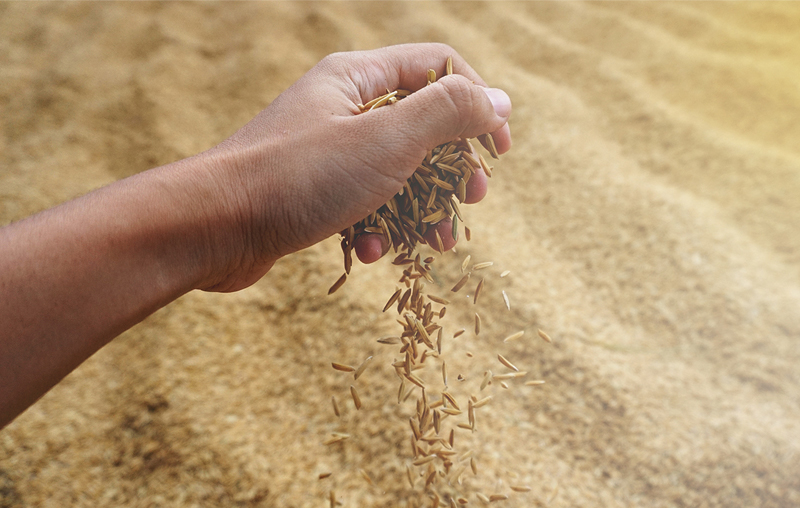 Rice Mill Process