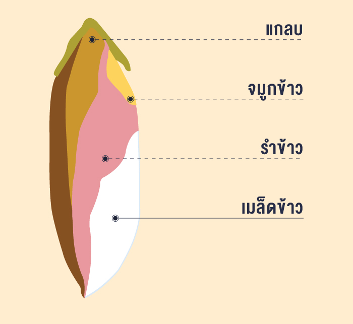 โครงสร้างของเมล็ดข้าว