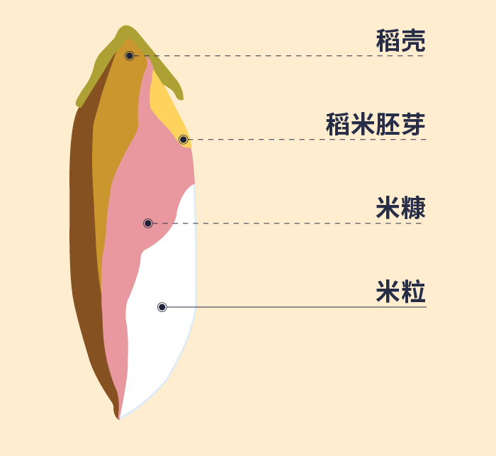 米粒的构造